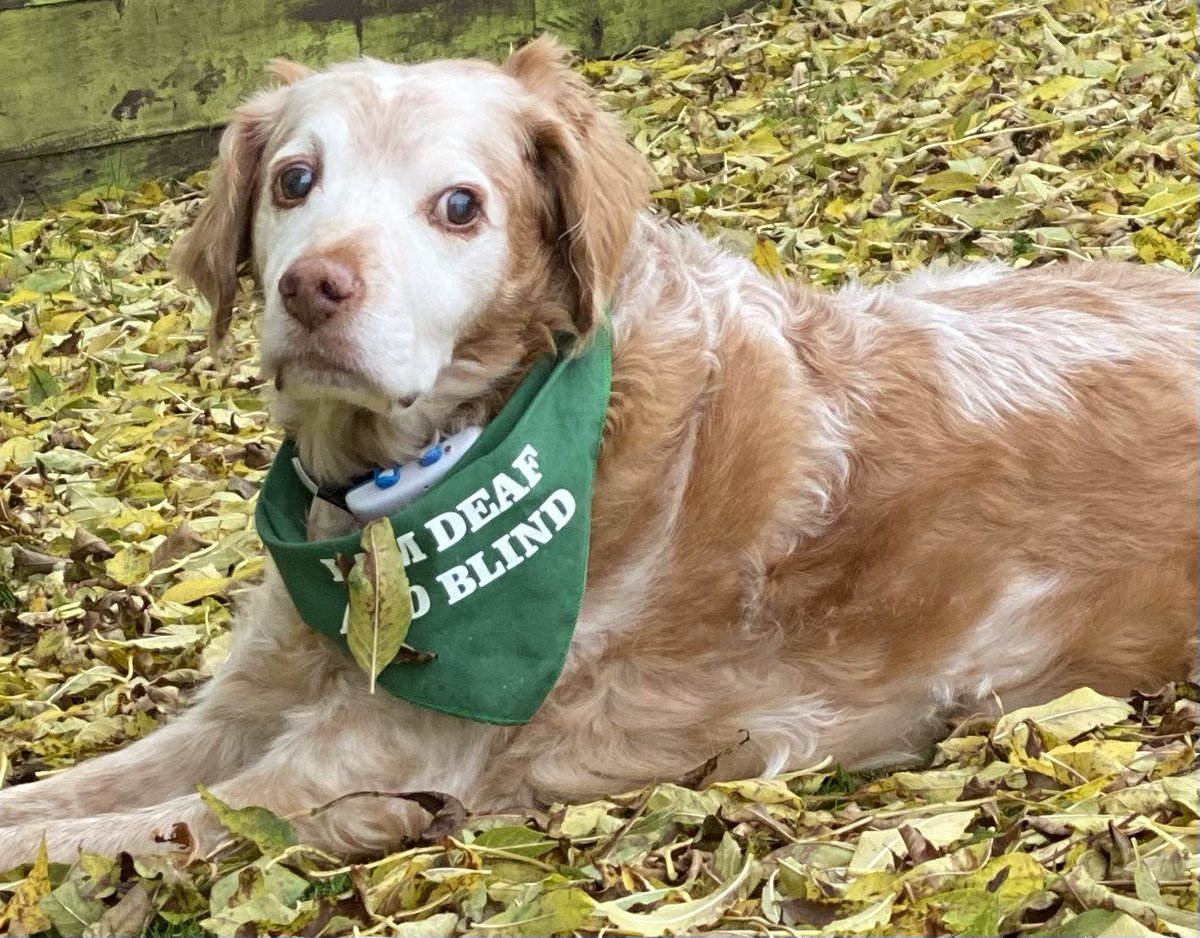 Super Spaniels tweet media