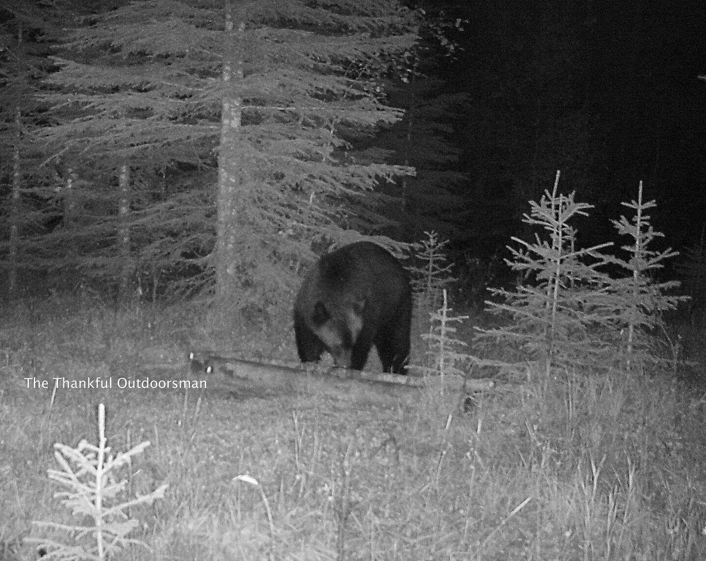 The Thankful Outdoorsman on Twitter: "Ok folks, big black bear or