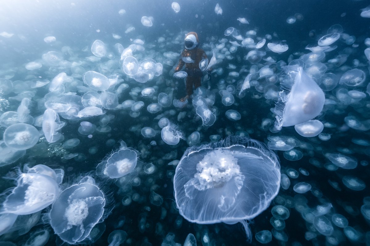 studercinema's tweet photo. First Encounters: 'Moon Bloom'

Free diving with a massive bloom of alien-like moon jellyfish in British Columbia. Shot for my passion project #SpaceToRoam 

Huge thanks to 'astronaut' Josh Goodman for believing in this project! 

100% real images, no blending / compositing. https://t.co/zUDDPhwc1J