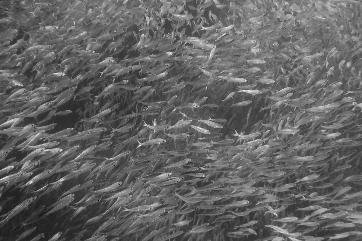 daz_tait's tweet photo. Stretching out before me, way beyond the limits of the water’s visibility, was the largest shoal of bait fish I’ve ever seen. A silver mass over a 100m long and fifty wide, all the way down to the seabed twenty metres below. 'The World's my Oyster' trilogy, available from Amazon https://t.co/C1IqhleoD1