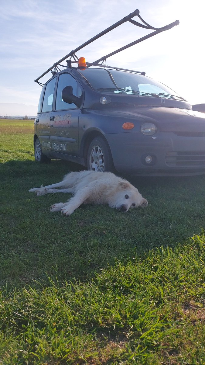 ianp_pilot's tweet photo. @bunsenbernerbmd Most airports have follow me cars to take you to the parking area. The tiny airfield I went to in Italy today had a follow me dog! Best day ever. Milton is here resting after work. 🐶🧑‍✈️ https://t.co/3GDvGz7W7J