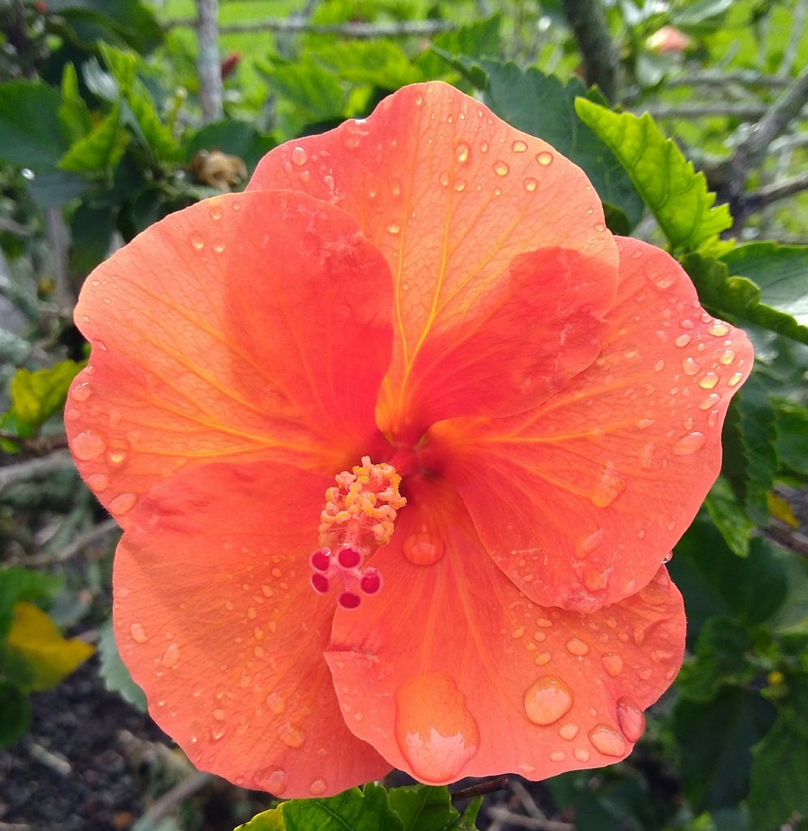 7th Order wishes our friends everywhere a great day from the Big Island of Hawaii!
#bigislandofhawaii #hawaiivolcanoesnationalpark #hawaiipictures #hawaii #danieljones #7thorder #picoftheday #indie #music #nature #photography #hibiscus #flowers #flowerpictures #hawaiilife #aloha