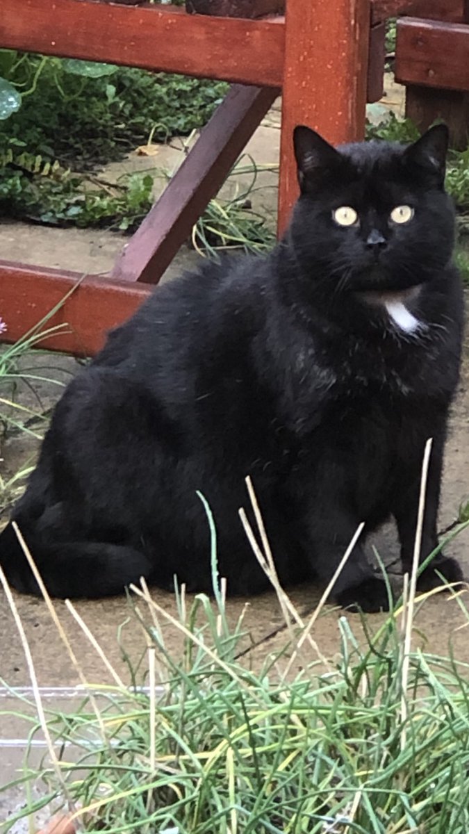 JesseandGiz15's tweet photo. #visitingcat another visitor in the garden sampling the cat mint 🪴 https://t.co/jq42VxmCbQ