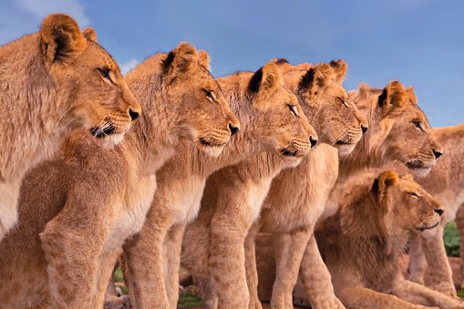 SudAnimalRescue's tweet photo. نود اعلانكم أن الحديقة ستغلق أبوابها  لأنكم تعلمون اين ستتواجد الاسود غداً 🦁🔥 
#الشارع_بس 
#مليونيه25اكتوبر
#المدفعيةSAR https://t.co/sYLL9BDhzQ