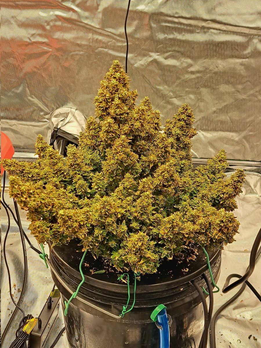 goingdeep927's tweet photo. @TheNDN_Way My Lil G Cookie From The @Fast_Buds Showdown she's still growing thru the @lotusnutrients carboflush, one dude in the showdown got 300g off his so good luck with yours homie!
#gorillacookieshowdown #sproutboxx #RHEC #JGYO #mmemberville #cannalist #420community #420life #ledgrown https://t.co/ZZOBW6nW7B