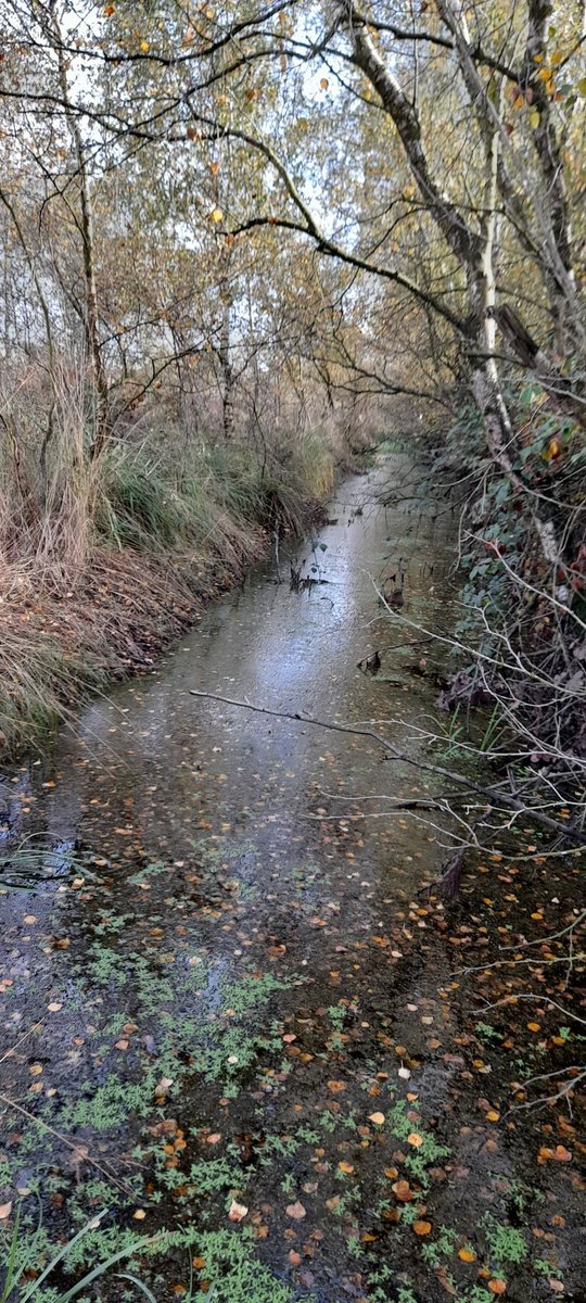 Bog-trotter (@4peatssake2) on Twitter photo Managed a single Willow Emerald #Damselfly earlier today on #HumberheadLevels image showing typical ovipositing habitat but not always easy to survey🙃 Will leaf fall make it easier🤔 <a href="/BDSYorkshire/">York. Dragonfly Grp.</a> Managed a single Willow Emerald #Damselfly earlier today on #HumberheadLevels image showing typical ovipositing habitat but not always easy to survey🙃 Will leaf fall make it easier🤔 <a href="/BDSYorkshire/">York. Dragonfly Grp.</a>
