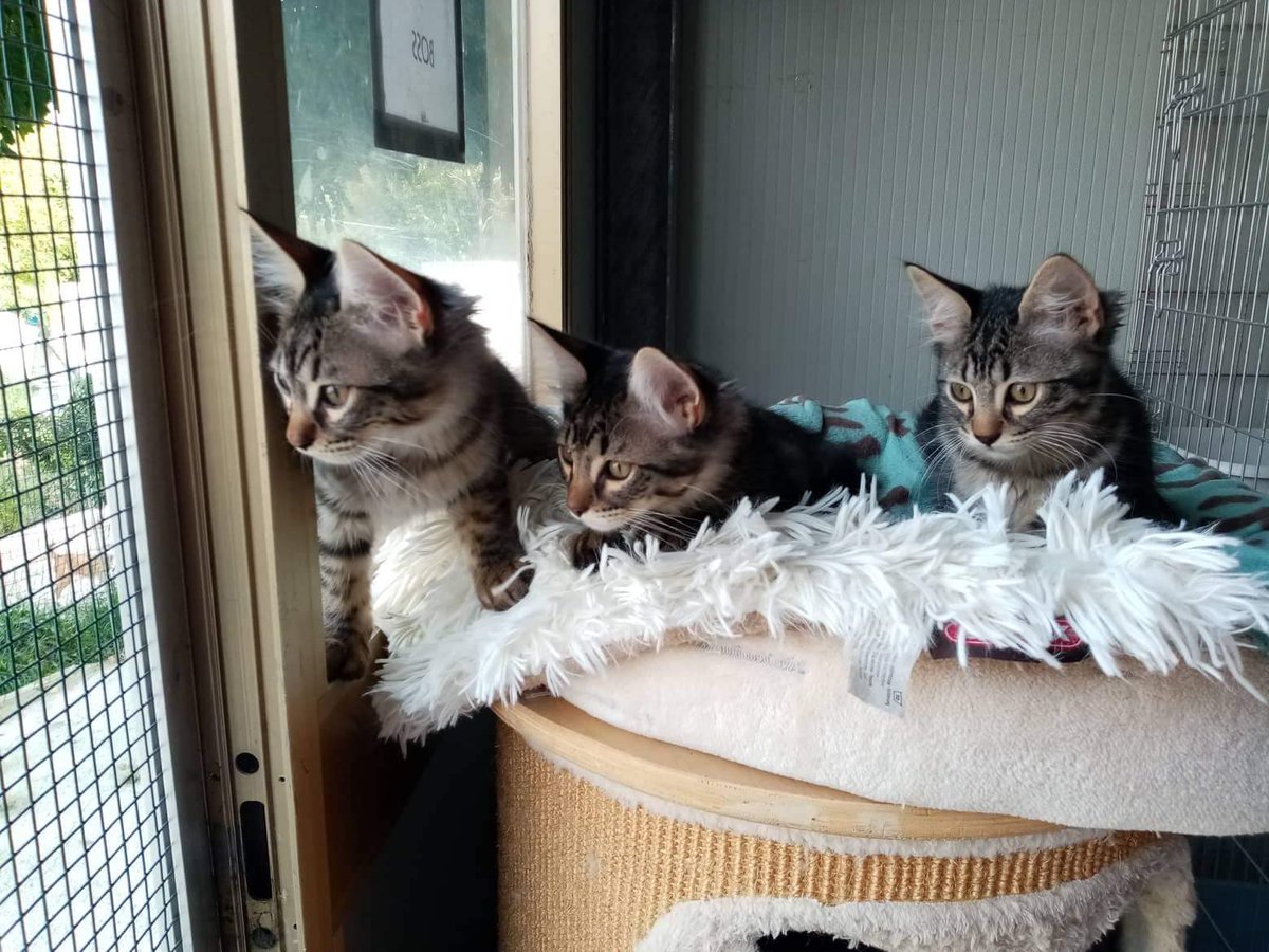ImprontaC's tweet photo. Loro sono Nora la mamma e i suoi tre piccoli, Omar, Shareef e Naadir.
Quattro gatti davvero speciali che cercano  una casa per la vita.
Mamma Nora li ha accuditi e protetti, ora sono cresciuti e sono pronti per essere adottati. https://t.co/ttCLioKX6U