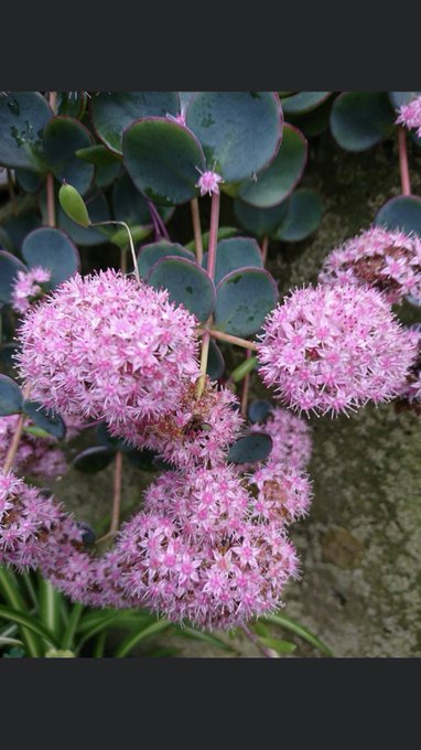 花言葉 の評価や評判 感想など みんなの反応を1日ごとにまとめて紹介 ついラン