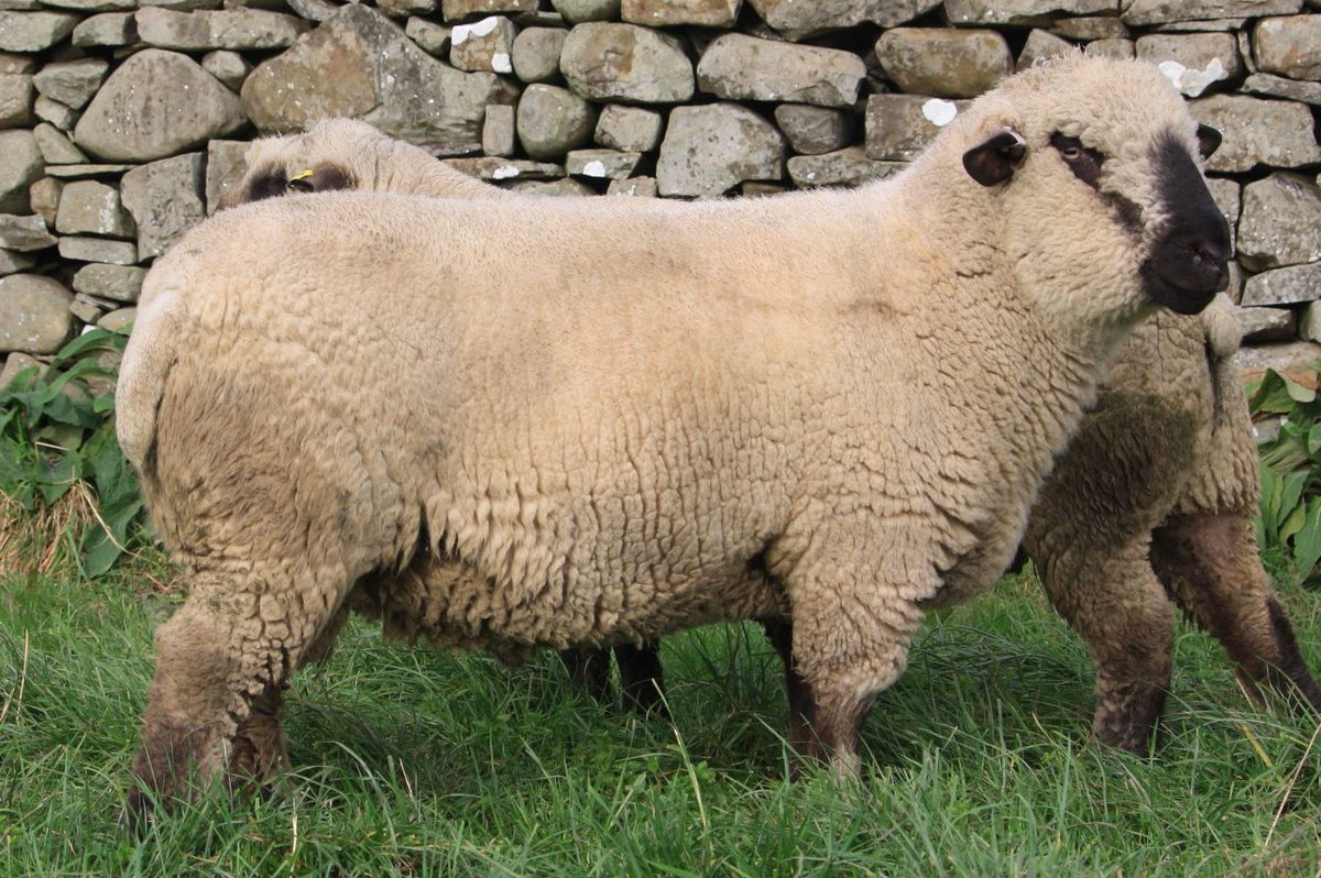 Judith Galbraith tweet media