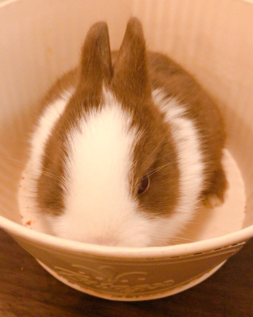 messengerakane's tweet photo. うさちゃん https://t.co/3pNy6v0l3w