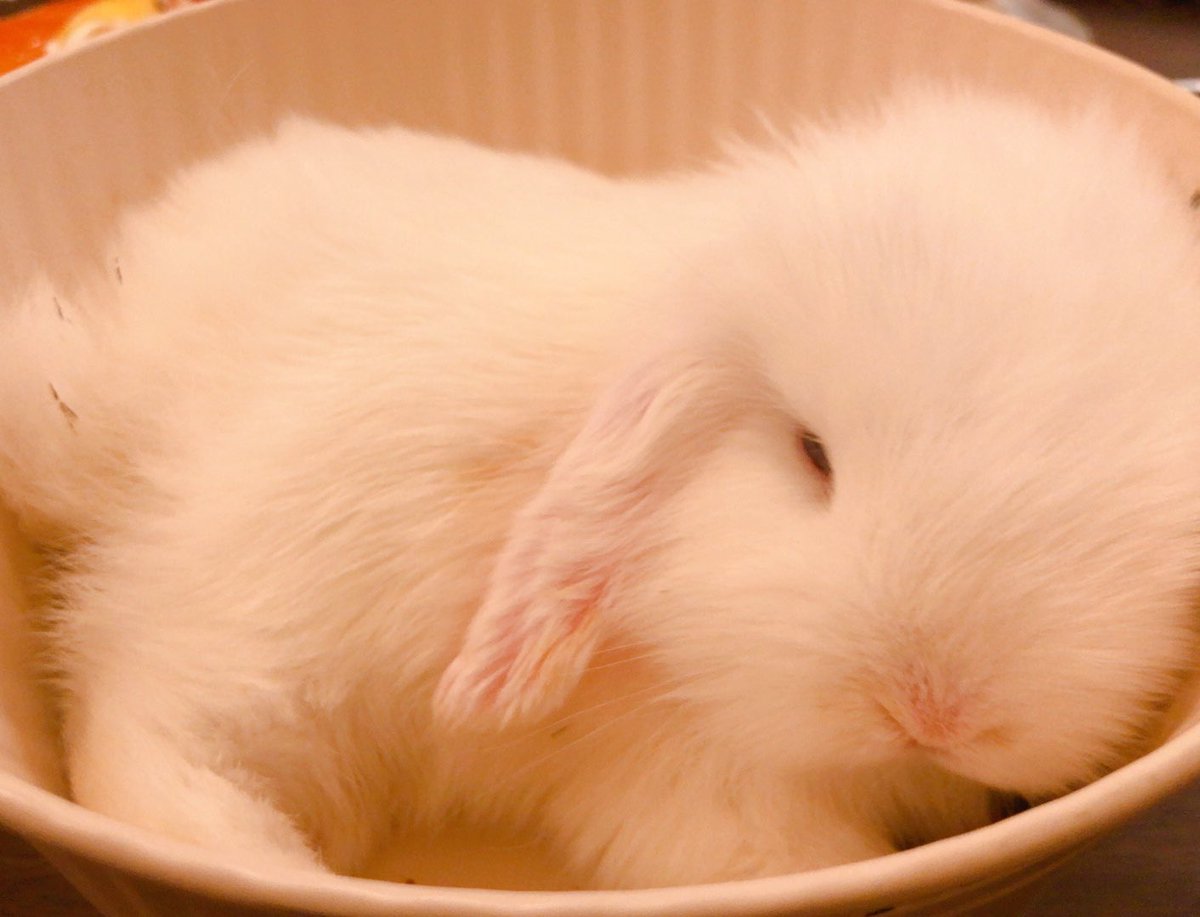 messengerakane's tweet photo. うさちゃん https://t.co/3pNy6v0l3w