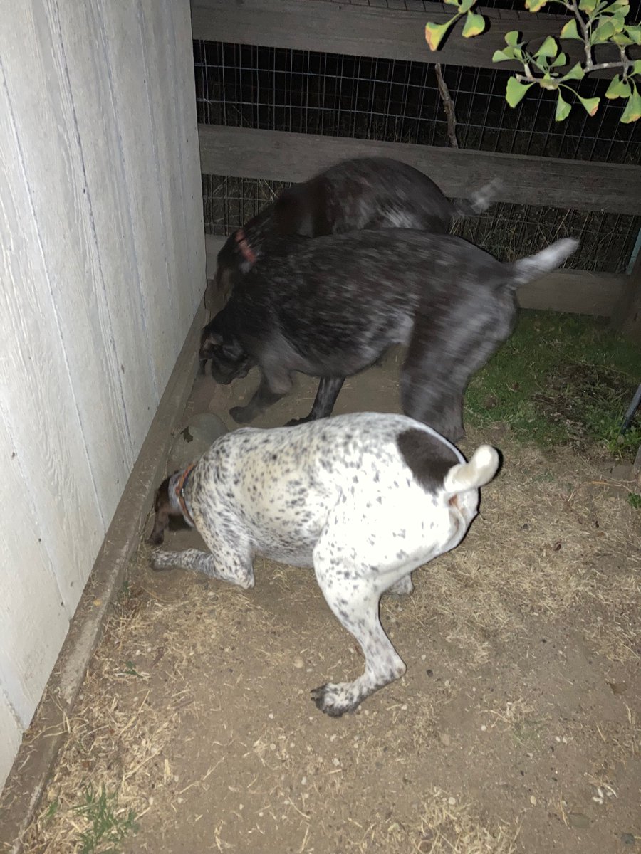 TheMilesSmiles's tweet photo. Hey skunk, we know you're under there. Come out now, don't make us go in after you! https://t.co/5LE5wzSzFe