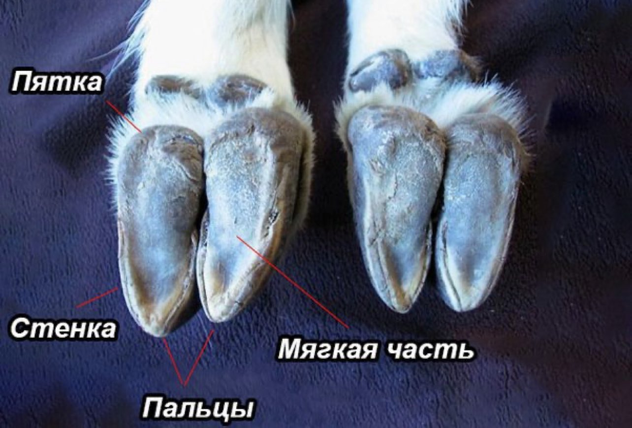 У жирафа копыта