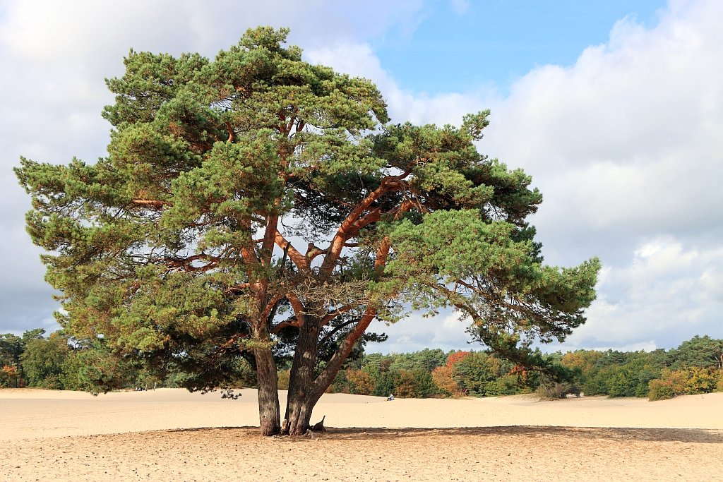 Lange Duinen #Soest #UtrechtseHeuvelrug #Utrecht #Nederland #GroetenUitHolland #Fotografie #Canon #EOS90D johnwitjes.nl/utrecht/lange-…. Tag je Nederland foto met #groetenuitholland.