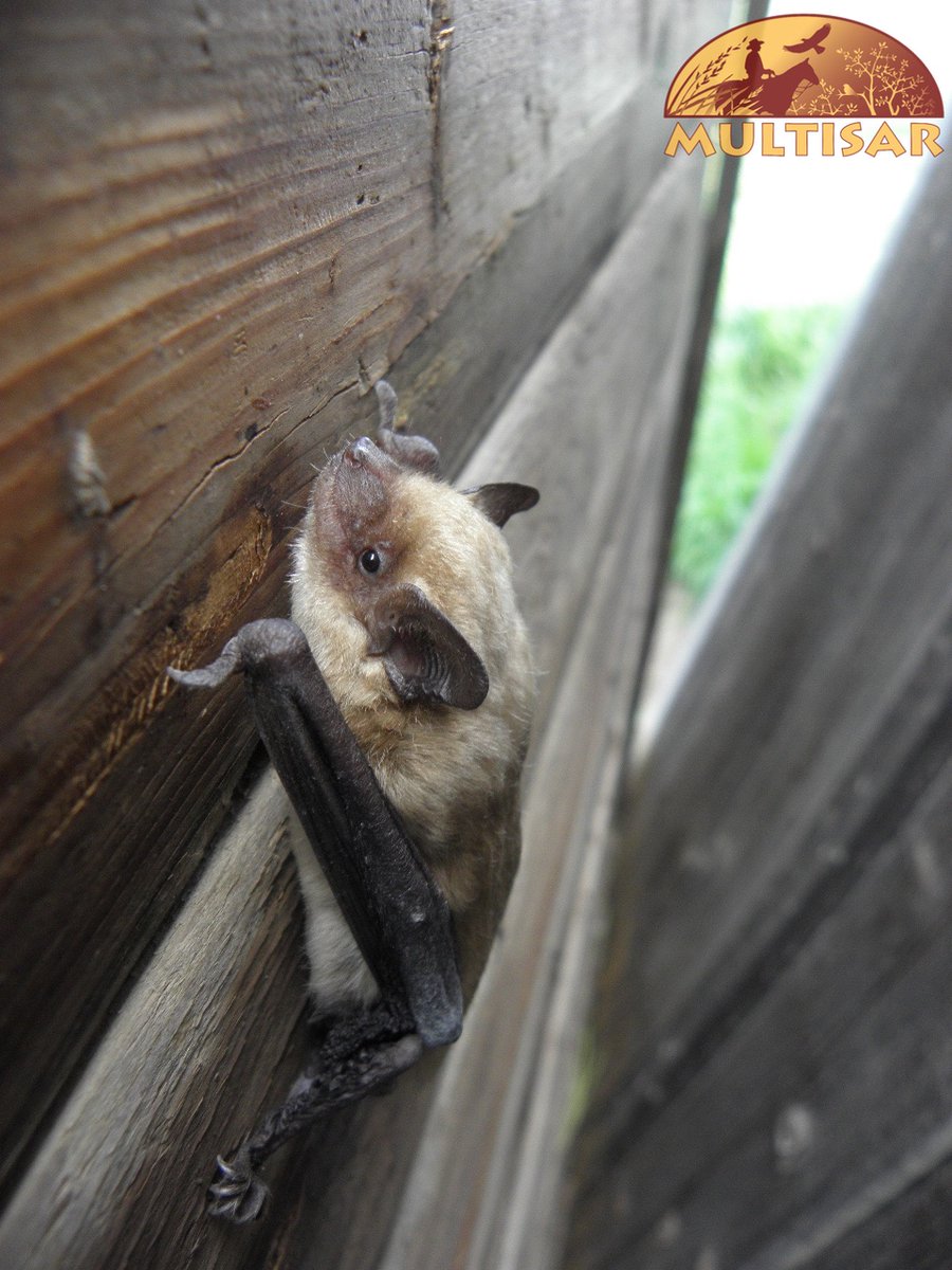 Did you know that there are eight confirmed species of bats in the grasslands of southern Alberta? All of Alberta's bats are insectivorous. One US study estimated that bats provide $23 BILLION (you read that right) in pest control services to the agricultural sector. #BatWeek