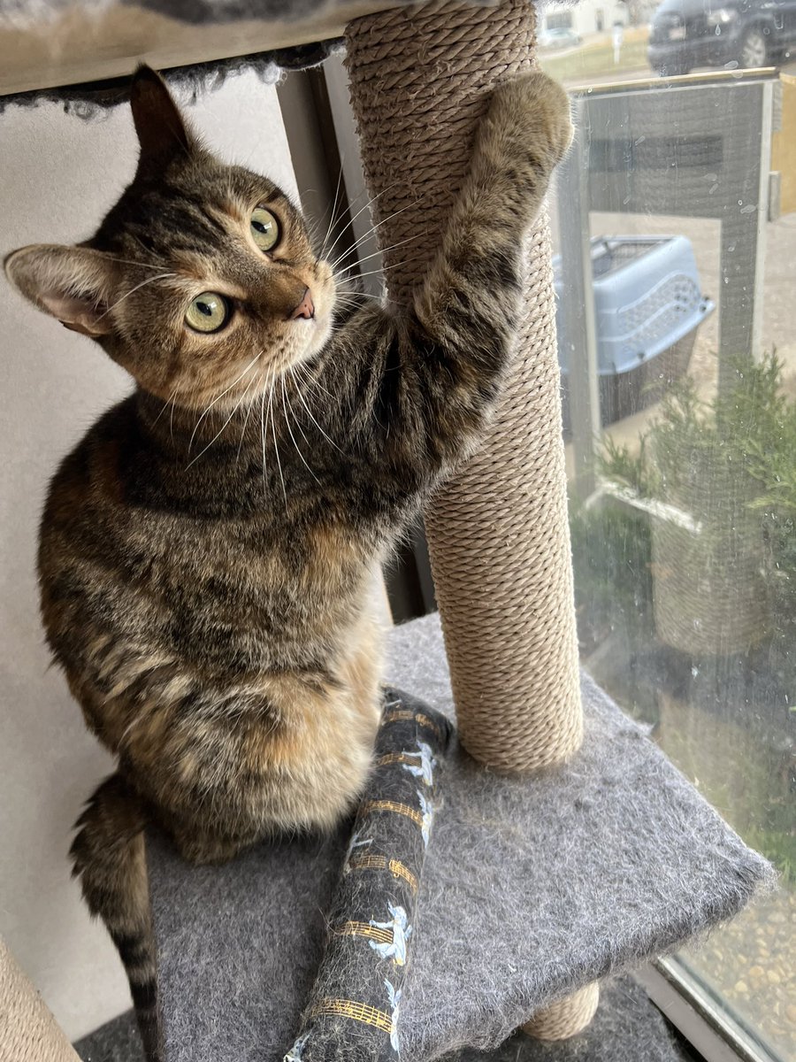 SAFE Team Rescue tweet media