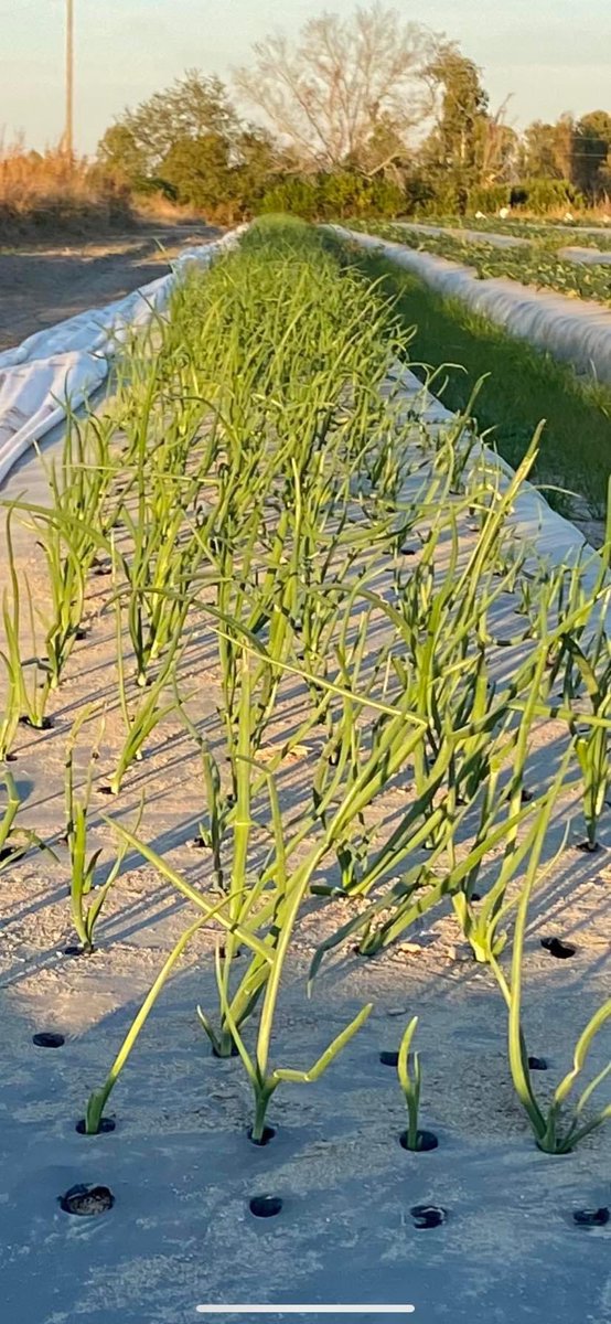 TheBerryPatchNC's tweet photo. Planted a few onion bulbs 4 weeks ago. These will be ready in March and we will plant more in February.#EllerbeStrong https://t.co/4jJlxJvTxb