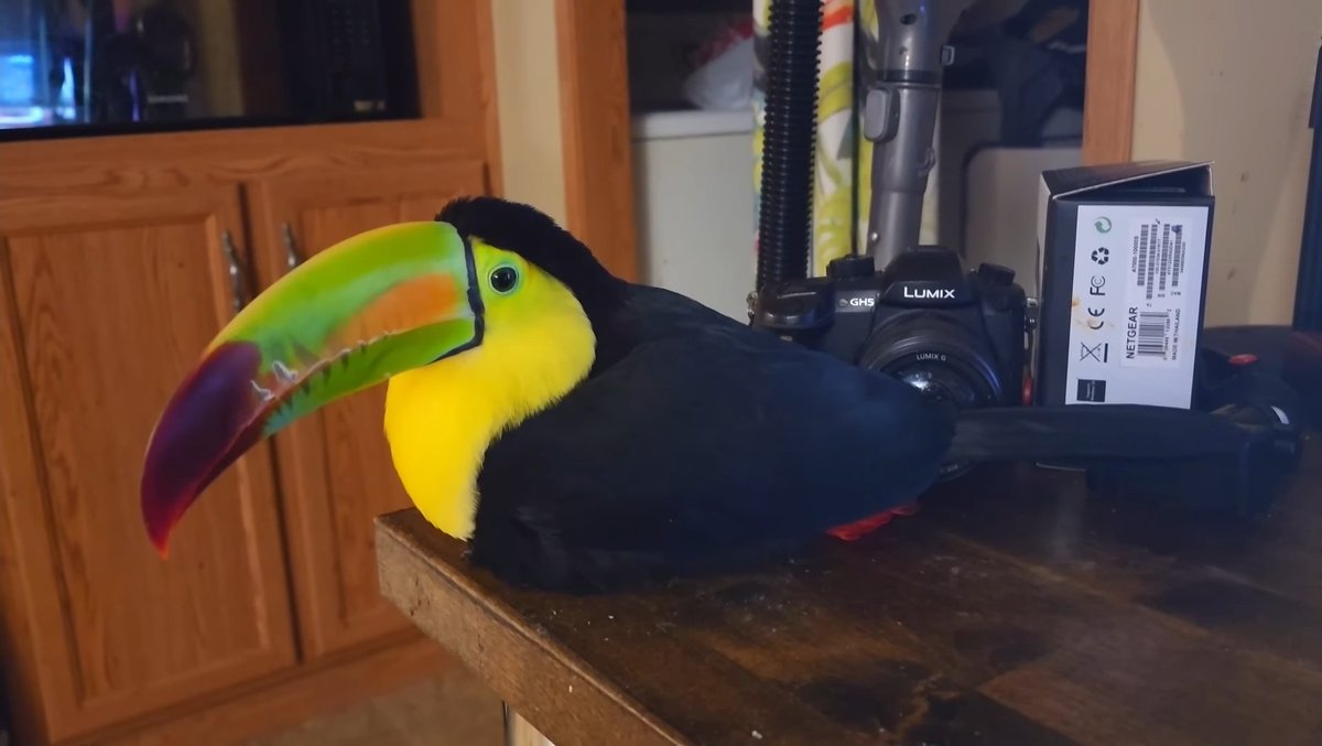 BREAKING NEWS. TOUCANS CAN LOAF.

HE IS OFFICIALLY:
BANANA BREAD