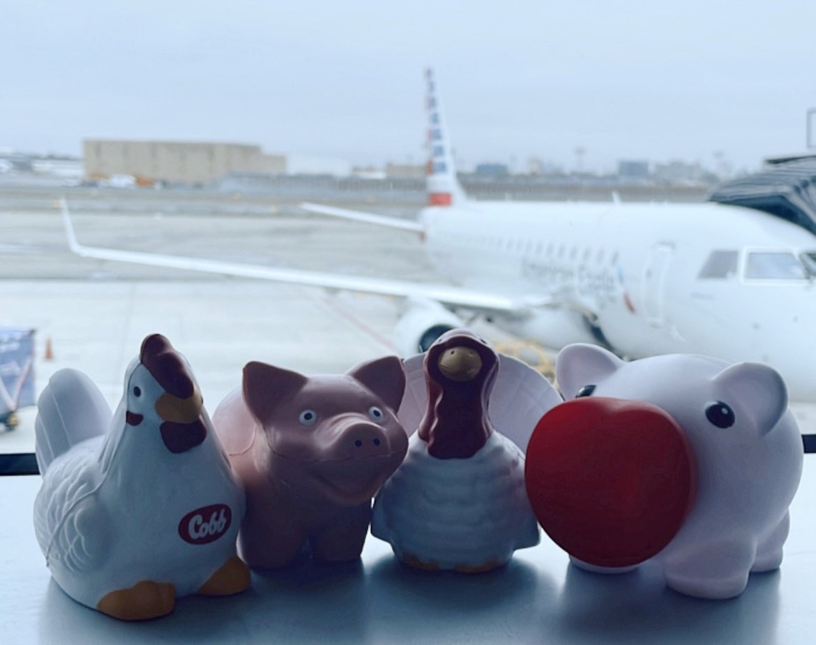 positivityinag's tweet photo. First post on Twitter and it's about the herd! 🐄🐣🐷

We're traveling today to a place where people love them. Have an idea where we're going? https://t.co/aRY5SVH7v1