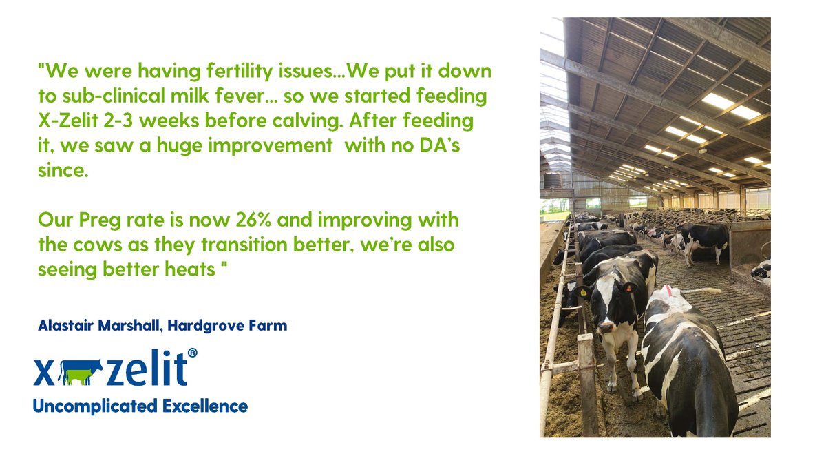 We keep saying it and so do our customers - its the subclicnial milk fever issues that X-Zelit really helps to overcome!
 #drycows #subclinicalmilkfever #metabolicdisorders #easydrycowmanagment #X_Zelit