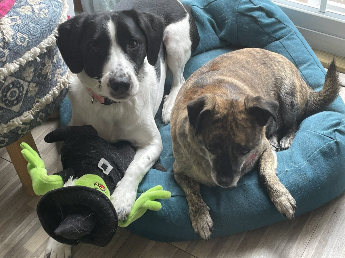 BeingFrankle's tweet photo. She got Hershey a witch and I got an eyeball. I want a witch too. I’m pouting and she’s laughing and taking pictures. #iwantawitch #eyeballtoyssuck #dogs #DogsofTwittter #spoileddogproblems https://t.co/9PRMSNBDHj