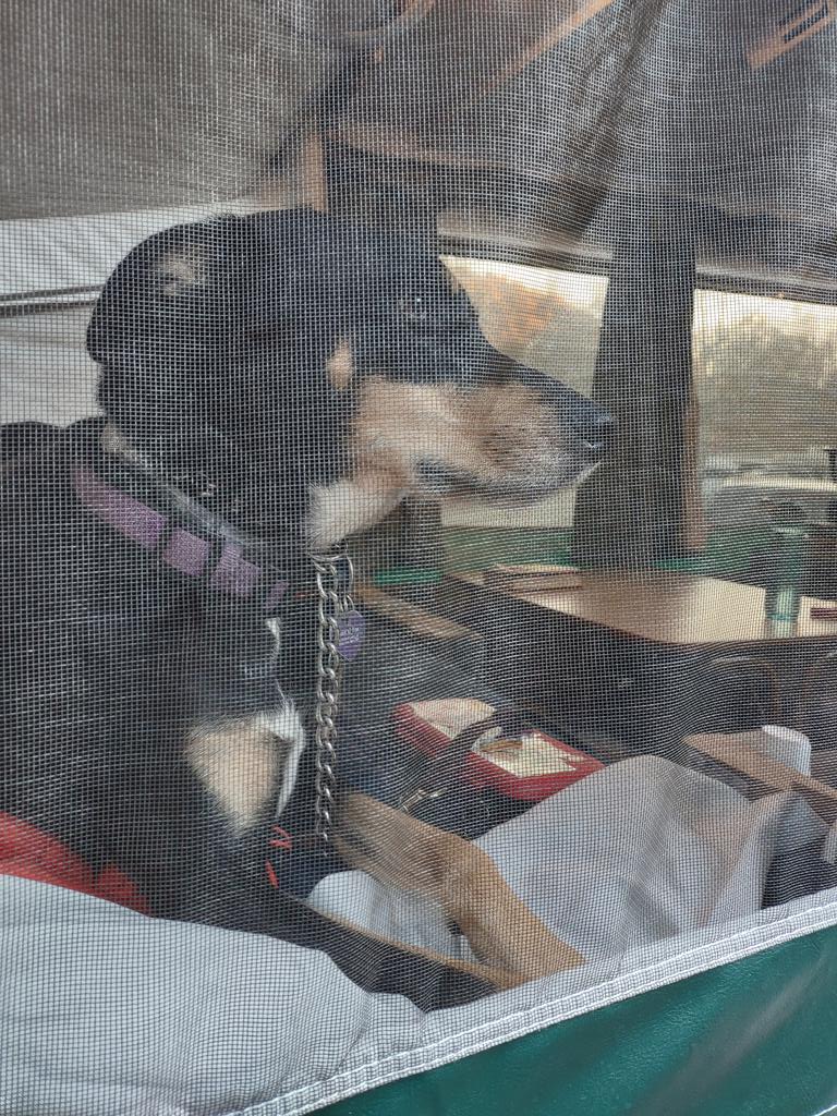 SevenTheMutt's tweet photo. #CampLife https://t.co/Rmuz22WF0k