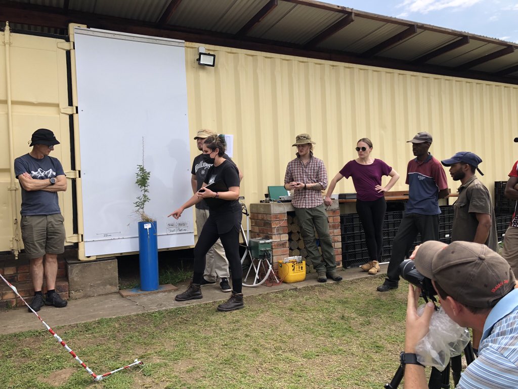 Caroline Lehmann (@caroaceae) on Twitter photo How many botanists does it take to harvest 583 plants grown under diff CO2, competition and water conditions. Turns out, loads! Exciting harvest of our <a href="/NERCscience/">Natural Environment Research Council</a> experiments years in the making to understand encroachment in savanna ecosystems. How many botanists does it take to harvest 583 plants grown under diff CO2, competition and water conditions. Turns out, loads! Exciting harvest of our <a href="/NERCscience/">Natural Environment Research Council</a> experiments years in the making to understand encroachment in savanna ecosystems.