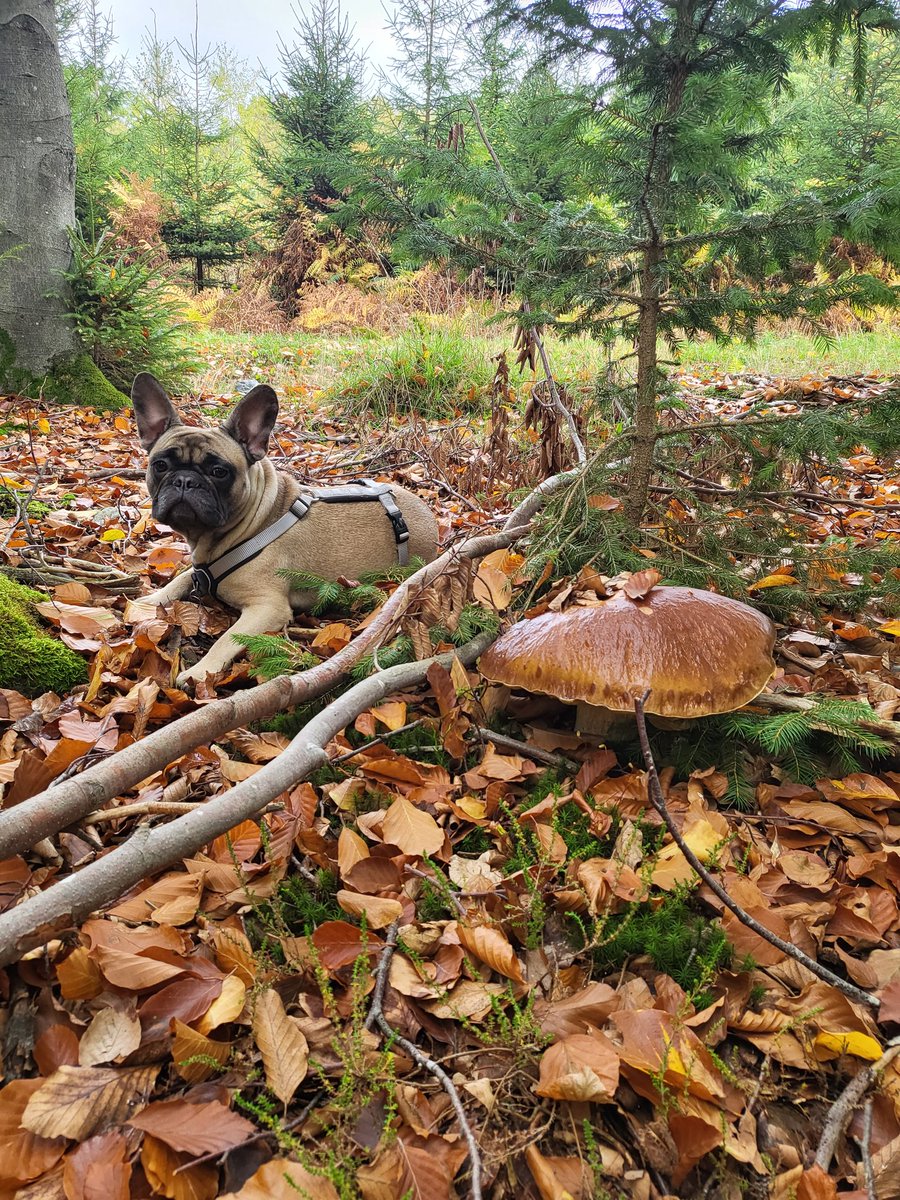 nicoletabaka's tweet photo. Went out, to find a few mushrooms🍄 one was almost as big as my dog 😊🙈 https://t.co/2DYQVhNp7H