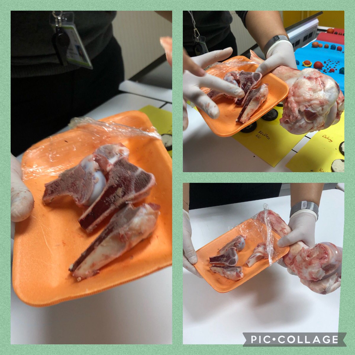 BostanciDogaK's tweet photo. Bostancı Doğa Ortaokulu 6.sınıf öğrencilerimiz ile Bilimin Doğası  dersimizde İskeletimizi oluşturan uzun, kısa ve yassı kemiklerin özelliklerini öğrendik ve Kemik yapısını inceledik. 🦴👩🏻‍🔬 @altayselen1 @MirayErginar https://t.co/FoH2pXm75P