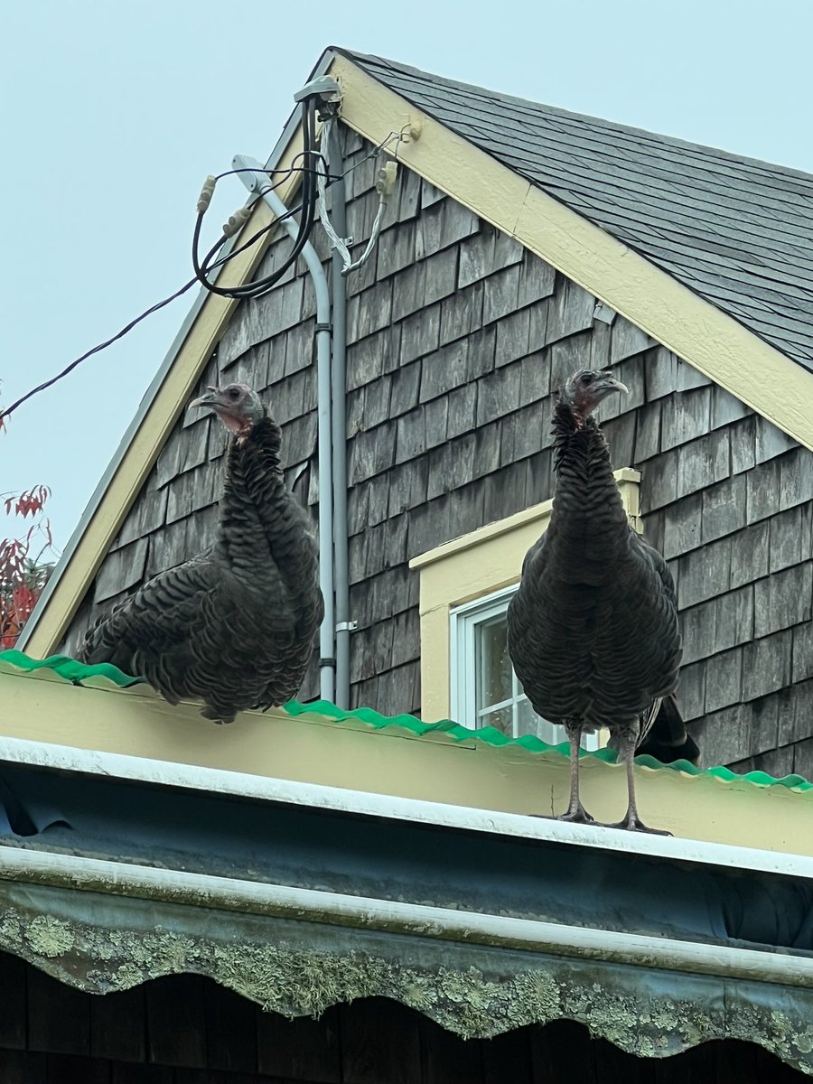 RevAnneCapeAnn's tweet photo. #SmallBeautiesHour #turkeynews #TurkeysofTwitter they arenโt really small but I think they count. #BecauseofClem @ThreadofGold1 @radicalhoneybee https://t.co/9pz0FDXWOe