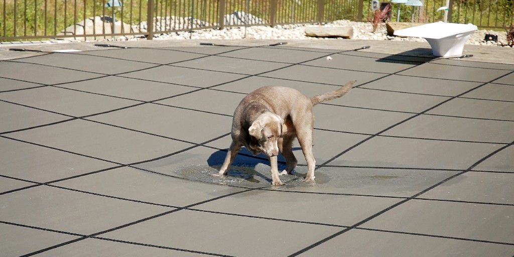 PoolSuppliesCdn's tweet image. Looking for extra safety? It takes less than 60 seconds with our Safety Cover Look-Up Tool to see if your pool qualifies for use with a stock #safetycover! 

Learn more about pool safety covers: poolsuppl.ca/2YvUzkM