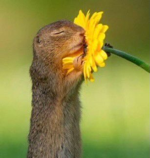 Bir fotoğrafçı, sincabın bir çiçeği koklamak için durduğu anı yakalamış.. muhtesem 🌺