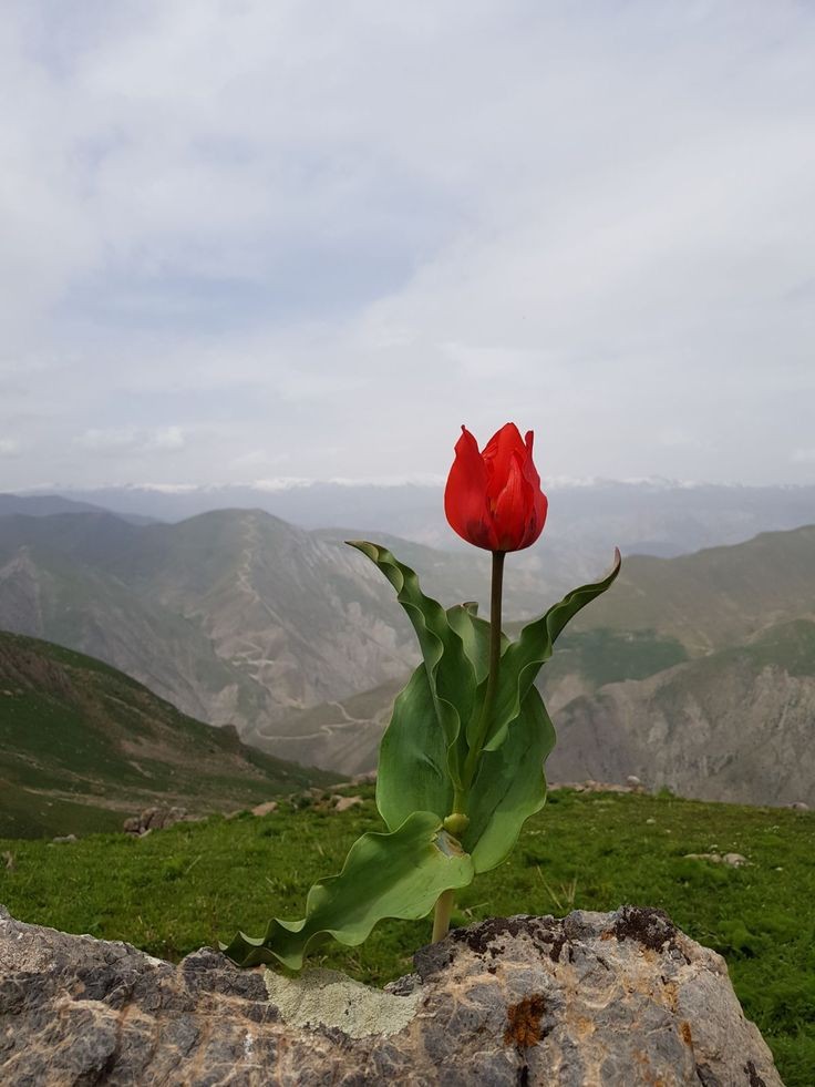 Praise be to the power of Allah that He has created such a beautiful plant on the top of Ar