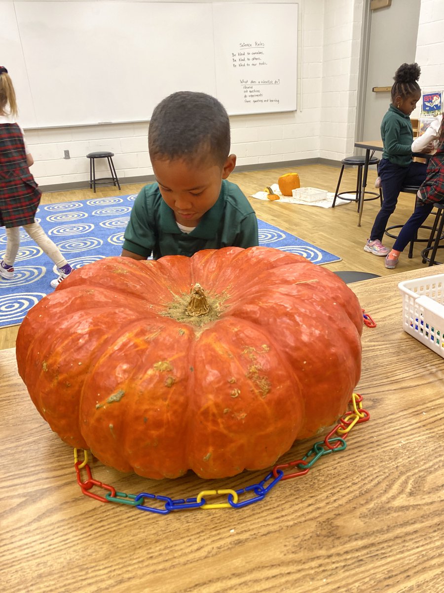 Kindergarten students are measuring pumpkins today! We are comparing how tall, round, and heavy our pumpkins are. Tomorrow, we'll complete a "five senses" lab and taste our roasted pumpkin seeds! 
PS: Did you know pumpkins float?