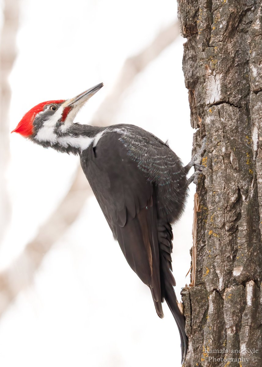 KamalaKyle's tweet photo. Finally caught a Pileated Woodpecker on the perfect side of the tree!
#pileatedwoodpecker #woodpecker  #calgarybirds #birdsofyyc #yycbirds #calgaryparks #calgarynature #naturecalgary #fishcreek #fishcreekpark #fishcreekprovincialpark #friendsoffishcreek #friendsoffishcreekpark https://t.co/4ZUGICM4Ak