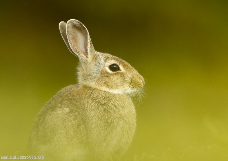 By becoming a member of your Wildlife Trust you will be helping us protect and restore nature in your area! Click below to find your nearest one 👇 💚 wildlifetrusts.org/get-involved/j…