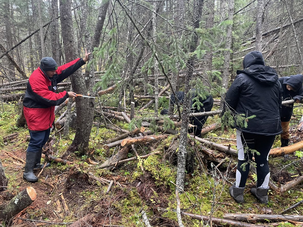 Dead Pine Collective tweet media