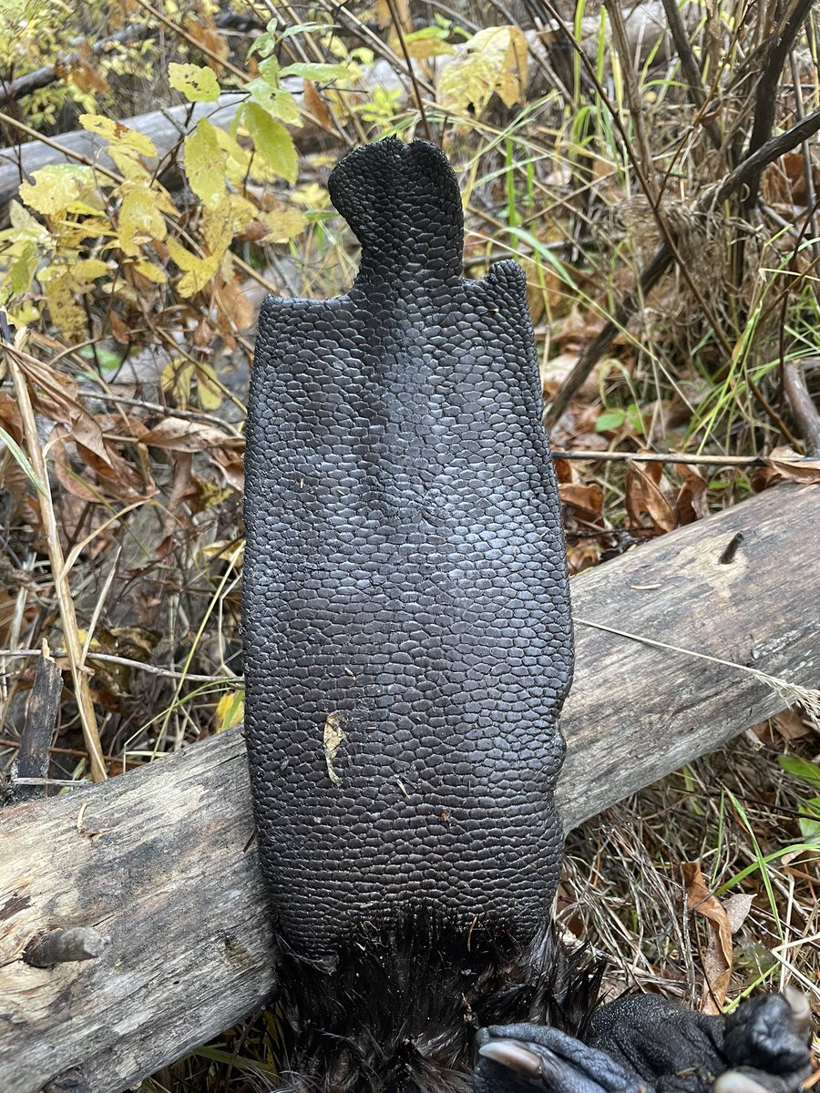 Dead Pine Collective tweet media