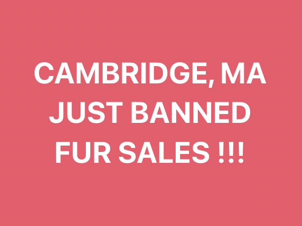 Today, Cambridge City Council voted UNANIMOUSLY to ban new fur sales, effective January 1, 2023, making it the FIRST city in MA to do so, following the towns of Wellesley, Weston, Brookline and Plymouth.