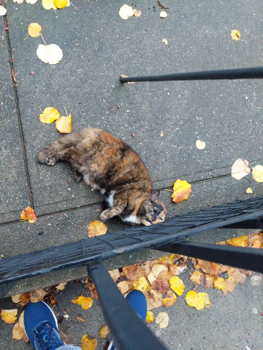 nat towsen tweet media