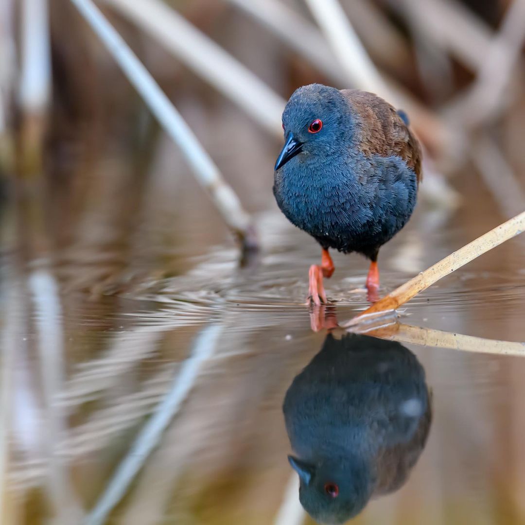 BrokenShedVodka's tweet photo. We felt an affinity with Pūweto over all the ‘Underbirds’ this year:
- Rely heavily on fresh water.
- Found in both the North and South Island
- Most active in Spring & Summer
📸: @markslethlean
#ForestandBird #BOTY #NZVodka #BirdoftheYear #SpotlessCrake https://t.co/fX2Q0RQY4m