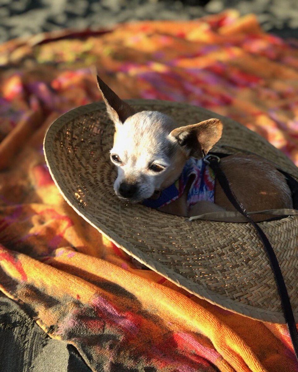 jamorenoart's tweet photo. Rest well little doggy. 2008-2020 https://t.co/nUmYMbGuLz