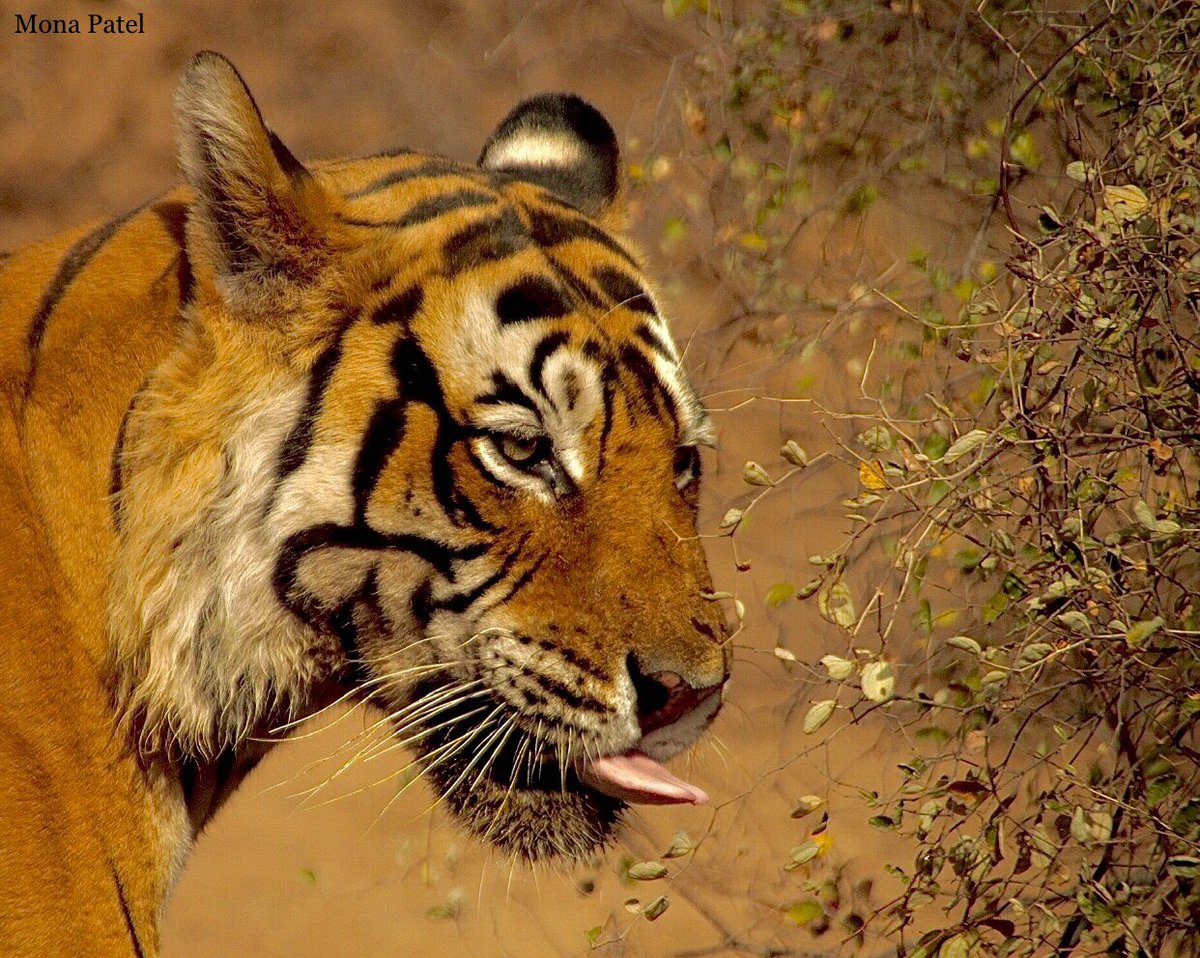 Tiger, tiger burning ever so bright ❤️ #Ranthambore🐅🌳 #ThePhotoHour #IncredibleIndia #natgeoindia