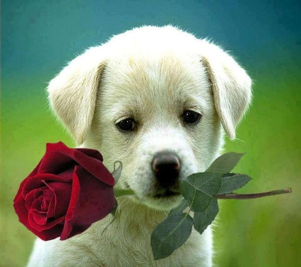 #CubaEsAmor ❤️