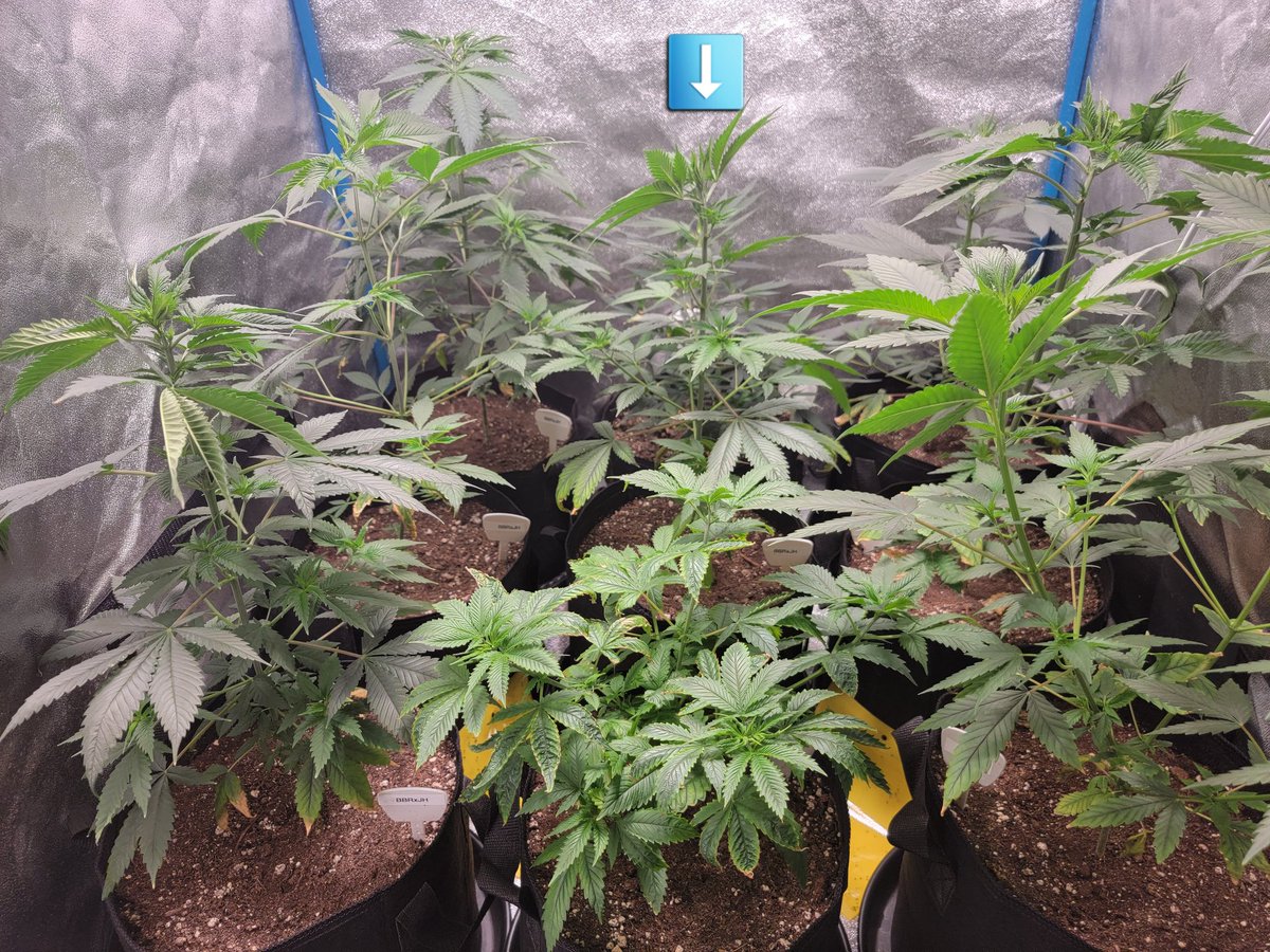 KC_Flower_Power's tweet photo. Came to look at the plants before lights out on the @spiderfarmerled #SF1000 and I'm pretty sure I have at least 1 male in there right in the center @SfVilina https://t.co/X36806u0Uz