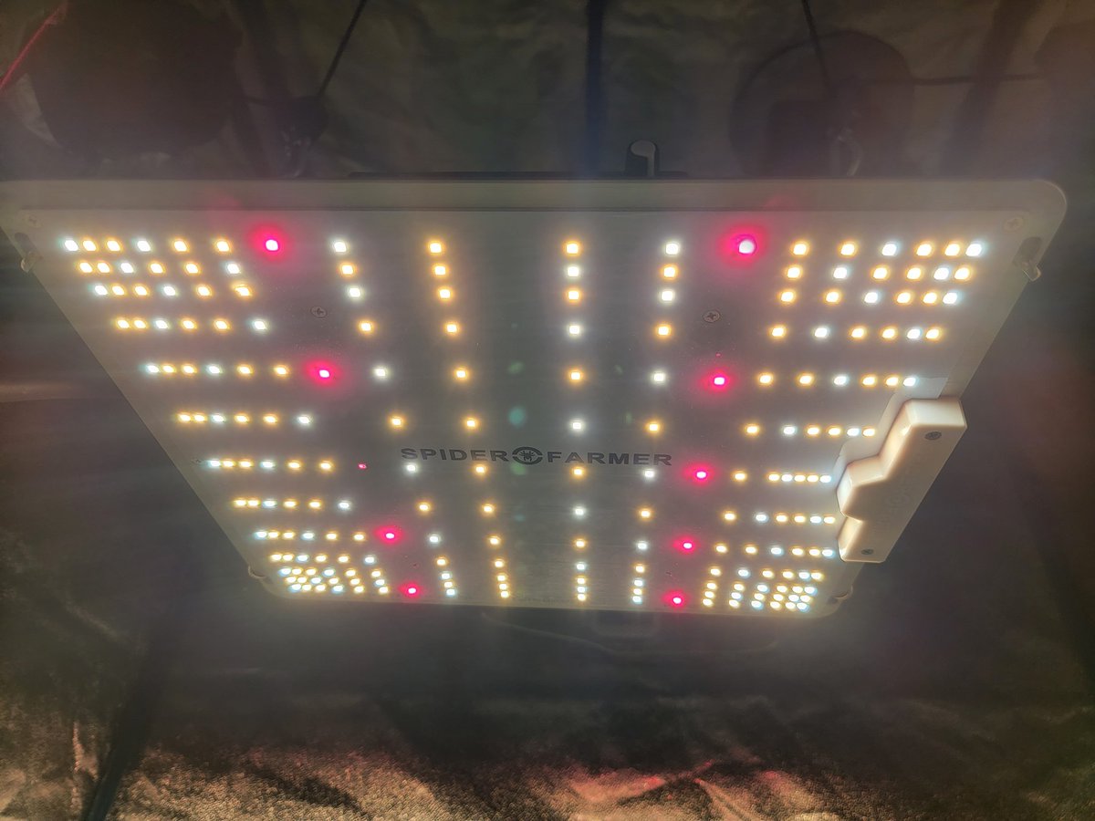 KC_Flower_Power's tweet photo. Came to look at the plants before lights out on the @spiderfarmerled #SF1000 and I'm pretty sure I have at least 1 male in there right in the center @SfVilina https://t.co/X36806u0Uz