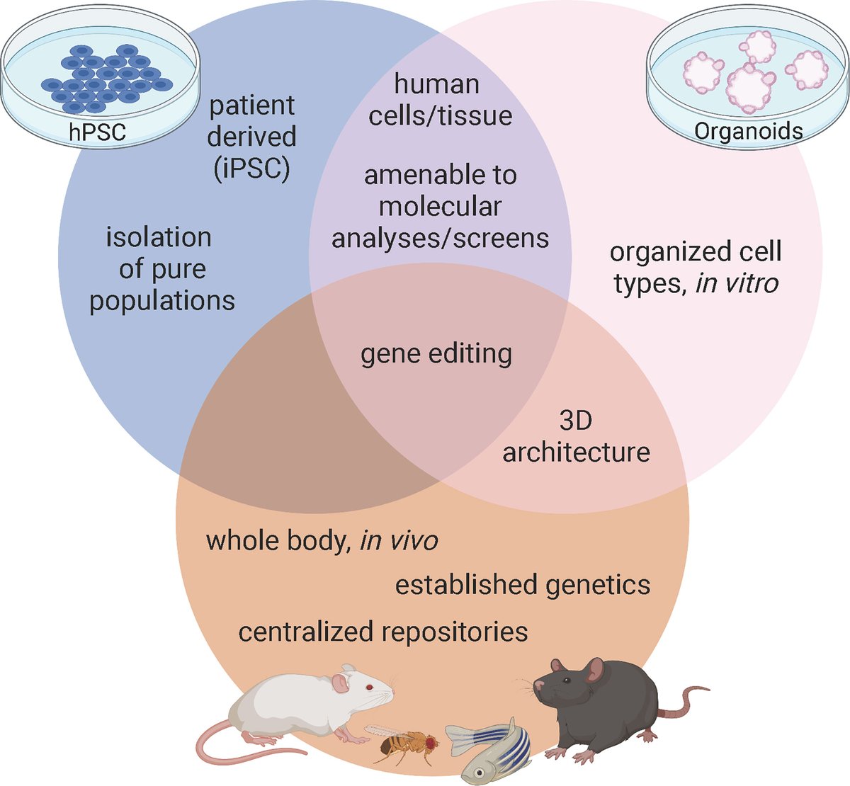 The Sussel Lab group at @BarbaraDavisCtr discusses the strengths and weaknesses of animal, #hPSC derived β-like cell, and #organoid models in understanding β cell biology in their latest review published in @FrontEndocrinol. 📍 Full article here: bit.ly/3TyEwK3