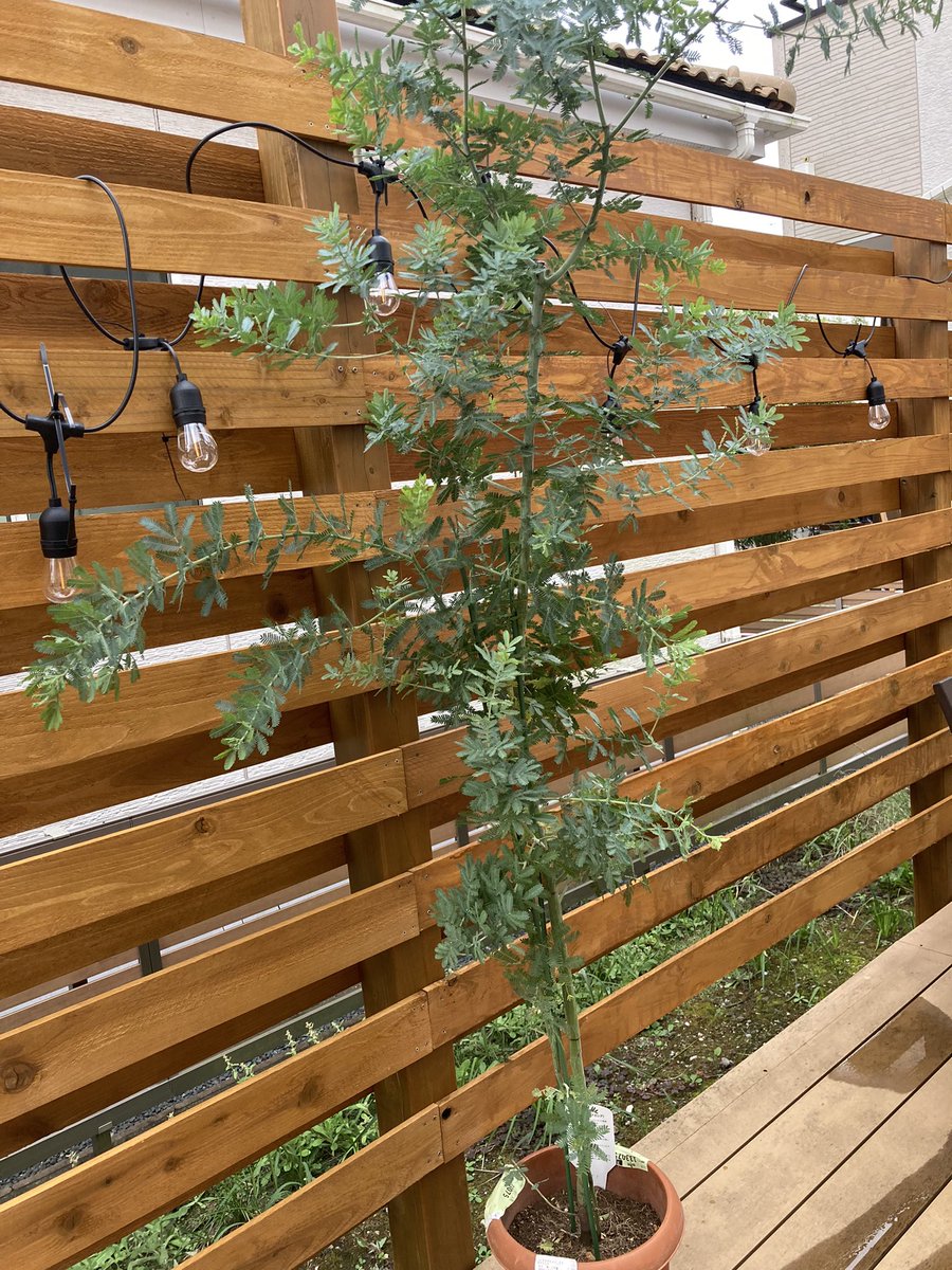 LifeIsPxxxxx's tweet photo. これも中央卸売市場で見つけた
アカシア（ミモザ）とパールアカシア

#観葉植物 
#ガーデニング
#DIY
#アカシア
#ミモザ
#パールアカシア https://t.co/xnHFnPeCq9