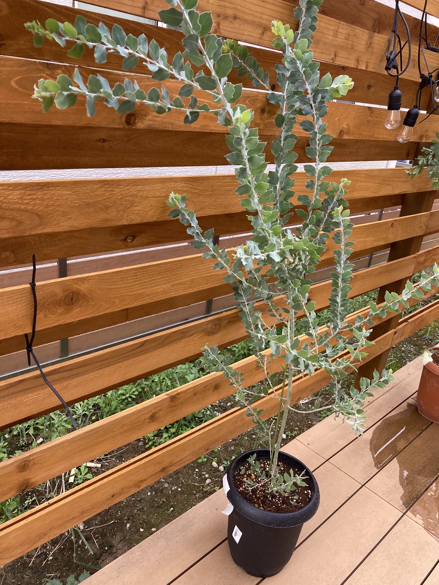 LifeIsPxxxxx's tweet photo. これも中央卸売市場で見つけた
アカシア（ミモザ）とパールアカシア

#観葉植物 
#ガーデニング
#DIY
#アカシア
#ミモザ
#パールアカシア https://t.co/xnHFnPeCq9