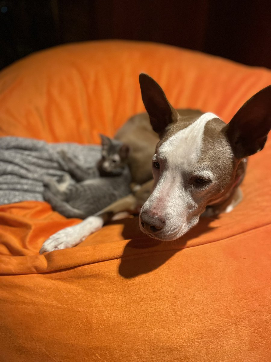 It’s finally happening, Sally & Mandy Patinkitten are becoming friends. I would love to see your animal friends on this dumb Monday #dogsoftwitter